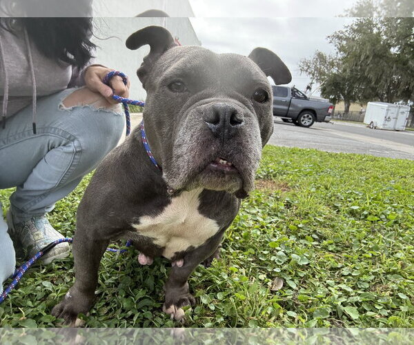 Medium Photo #14 Bulldog-Unknown Mix Puppy For Sale in Sanford, FL, USA
