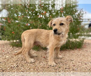 Alec - Male Mutt Dog for Adoption - Photo #3