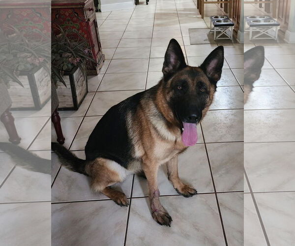 Medium Photo #3  Puppy For Sale in , 