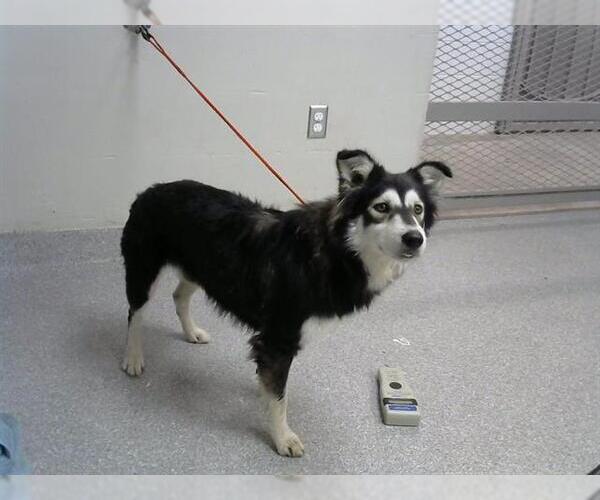 Medium Photo #1 German Shepherd Dog-Siberian Husky Mix Puppy For Sale in Pasadena, TX, USA