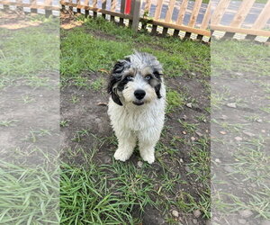 Australian Shepherd-Unknown Mix Dogs for adoption in St. Louis Park, MN, USA