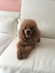 Small Photo #1 Poodle (Toy) Puppy For Sale in WHITE PLAINS, MD, USA