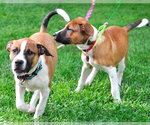 Small #3 Boxer Mix