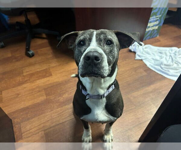 Medium Photo #3 Mutt Puppy For Sale in Ocala, FL, USA