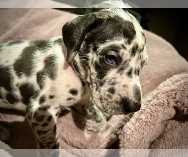 Medium Photo #6 Great Dane Puppy For Sale in DIXON, IL, USA
