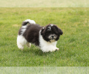 Zuchon Puppy for sale in WOLCOTTVILLE, IN, USA