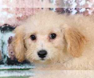 Poochon Puppy for sale in BEL AIR, MD, USA