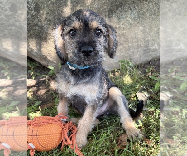 Medium Photo #3 Schnoodle (Miniature) Puppy For Sale in MIDDLEBURY, IN, USA