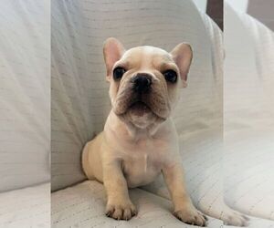French Bulldog Puppy for sale in JOHNS ISLAND, SC, USA