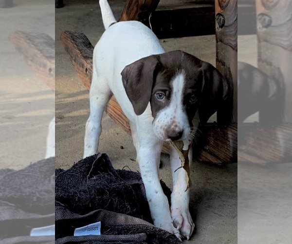 Medium Photo #2 German Shorthaired Pointer Puppy For Sale in NEW WAVERLY, TX, USA
