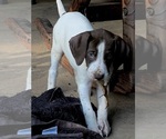 Small Photo #2 German Shorthaired Pointer Puppy For Sale in NEW WAVERLY, TX, USA