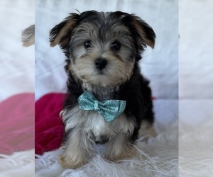 Morkie Puppy for sale in ROCK STREAM, NY, USA