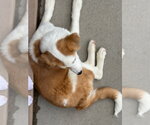 Small #4 Saint Bernard Mix