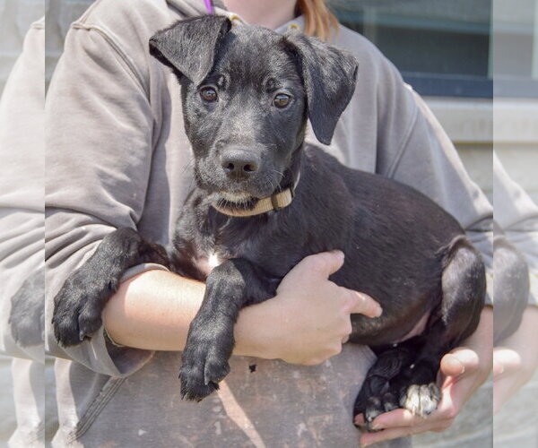 Medium Photo #3 Mutt Puppy For Sale in Huntley, IL, USA