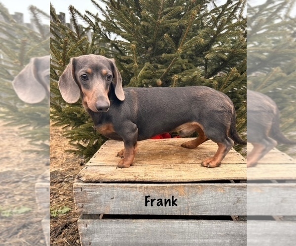 Medium Photo #1 Dachshund Puppy For Sale in MIDDLEBURY, IN, USA