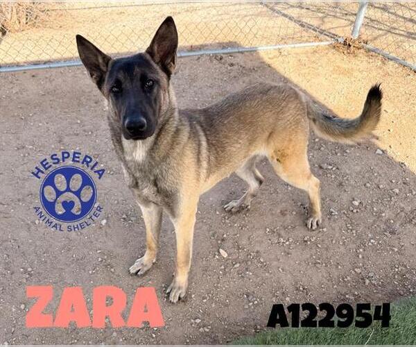 Medium Photo #1 Mutt Puppy For Sale in HESPERIA, CA, USA