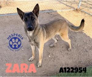 Mutt Dogs for adoption in HESPERIA, CA, USA