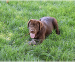 Samuel - Male Labrador Retriever Puppy for Sale - Photo #5