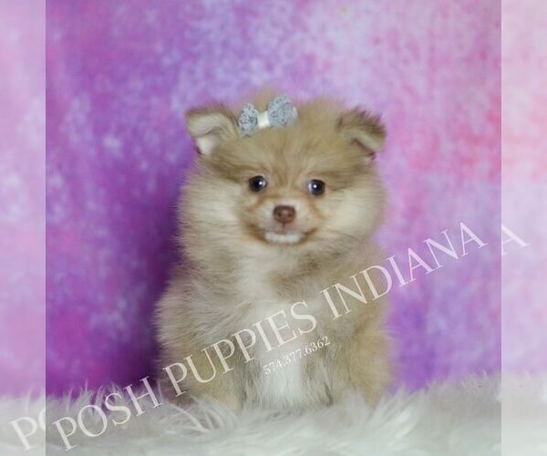 Medium Photo #2 Pomeranian Puppy For Sale in WARSAW, IN, USA