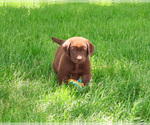 Small #5 Labrador Retriever