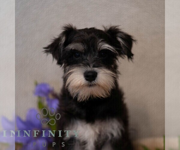 Medium Photo #1 Schnauzer (Miniature) Puppy For Sale in MIFFLINBURG, PA, USA
