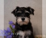 Small Schnauzer (Miniature)
