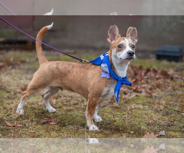 Medium Photo #9 Cardigan Welsh Corgi-Unknown Mix Puppy For Sale in Oak Bluffs, MA, USA