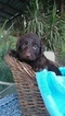 Small Photo #2 Labradoodle Puppy For Sale in FRESNO, CA, USA
