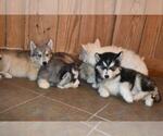 Small Photo #19 Siberian Husky Puppy For Sale in DINWIDDIE, VA, USA