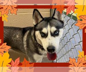 Siberian Husky Dogs for adoption in Ojai, CA, USA