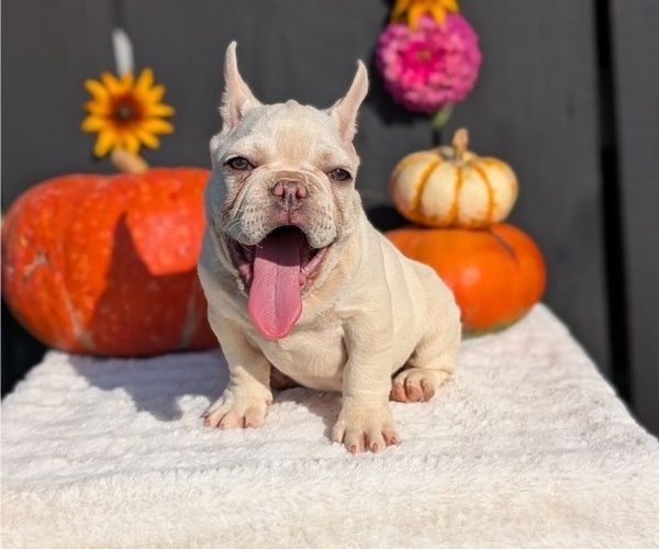 Medium Photo #69 French Bulldog Puppy For Sale in GOSHEN, IN, USA