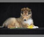 Small Photo #5 Collie Puppy For Sale in DANVILLE, PA, USA