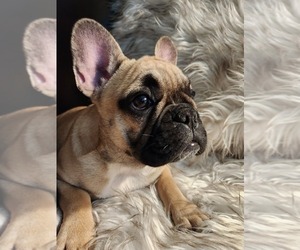 French Bulldog Puppy for Sale in CLERMONT, Florida USA