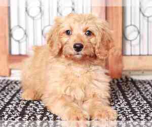Goldendoodle (Miniature) Puppy for sale in NAPLES, FL, USA