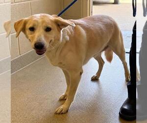 Labrador Retriever-Unknown Mix Dogs for adoption in Rockwall, TX, USA