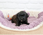 Small #2 Shih-Poo