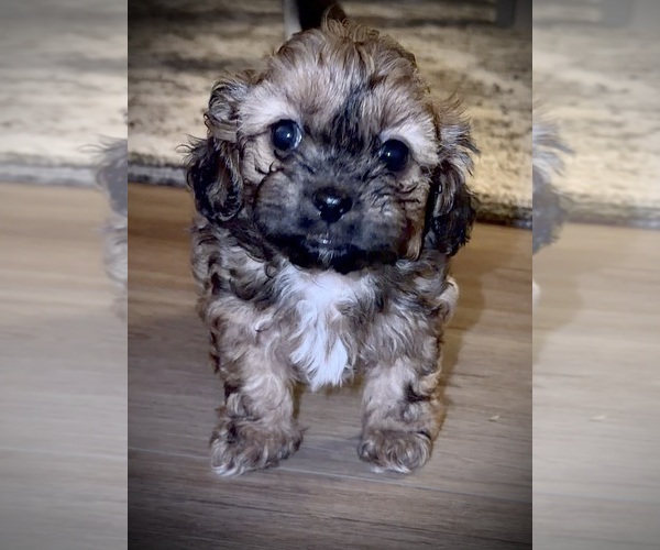 Medium Photo #3 ShihPoo Puppy For Sale in ANDERSON, SC, USA