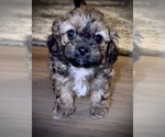 Small Photo #7 ShihPoo Puppy For Sale in ANDERSON, SC, USA