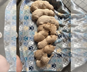 Golden Retriever Puppy for Sale in WILLISTON, North Dakota USA