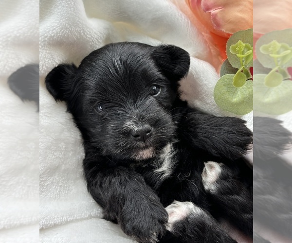 Medium Photo #6 Morkie Puppy For Sale in ROCK STREAM, NY, USA