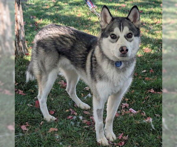 Medium Photo #1 Siberian Husky Puppy For Sale in Omaha, NE, USA