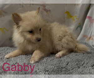 Pomeranian Puppy for sale in AZLE, TX, USA