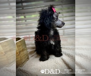 Poodle (Toy) Puppy for sale in RIPLEY, MS, USA