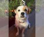 Small Jack Russell Terrier Mix