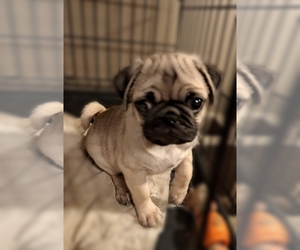 Pug Puppy for sale in JACKSON, MS, USA