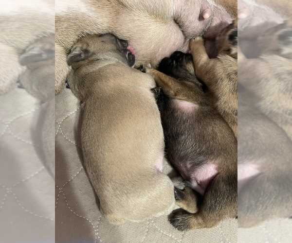 Medium Photo #12 French Bulldog Puppy For Sale in BUFFALO VALLEY, TN, USA