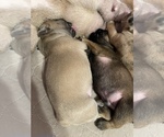 Small Photo #12 French Bulldog Puppy For Sale in BUFFALO VALLEY, TN, USA
