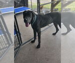 Small #2 Great Dane