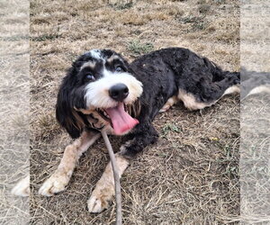 Bernese Mountain Dog Dogs for adoption in Bellevue, WA, USA
