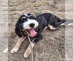 Small Bernese Mountain Dog